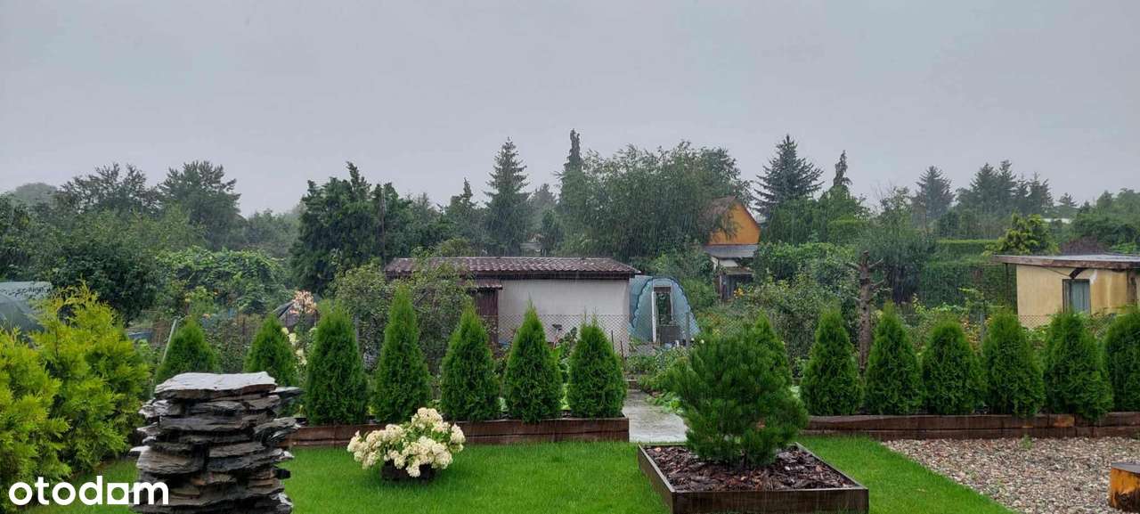 Tania i zadbana działka ROD w Szamotułach - Pełny obrazek: 4/9