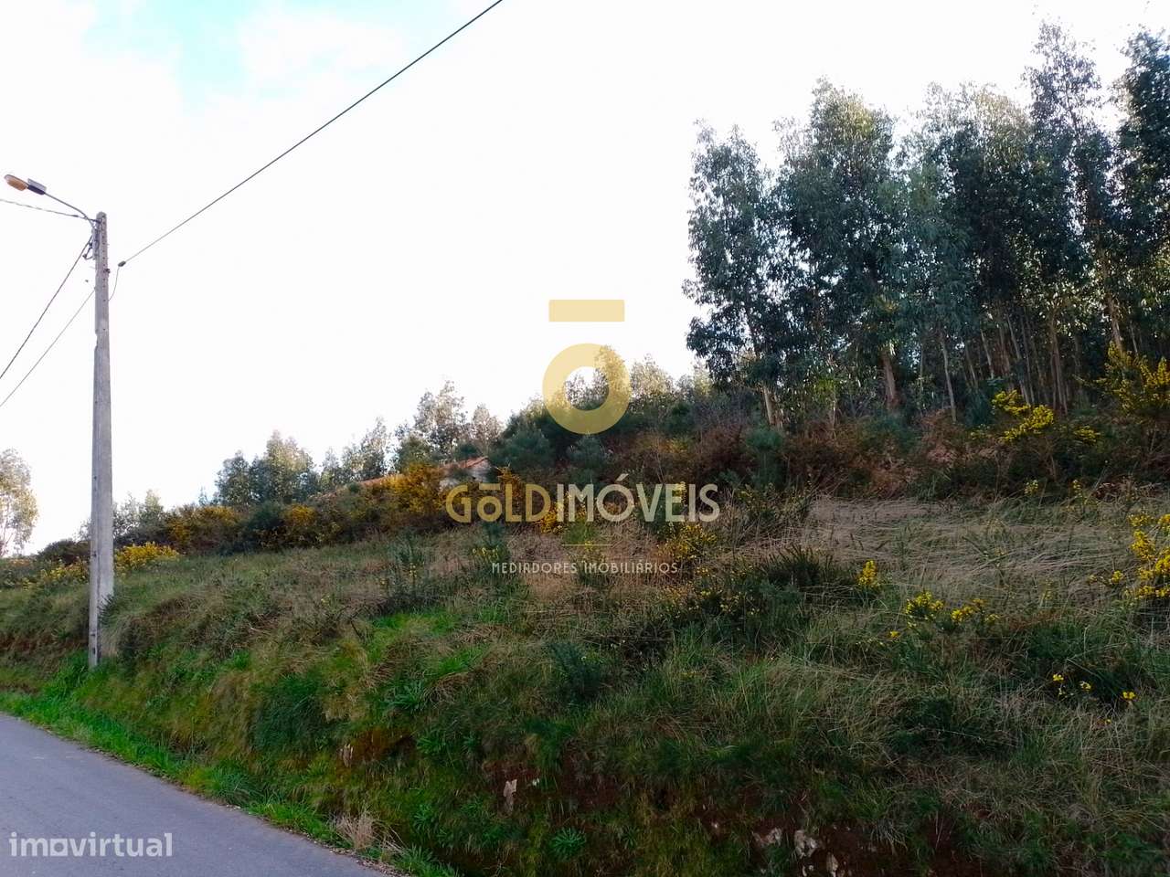 Terreno Florestal - Grande imagem: 4/7