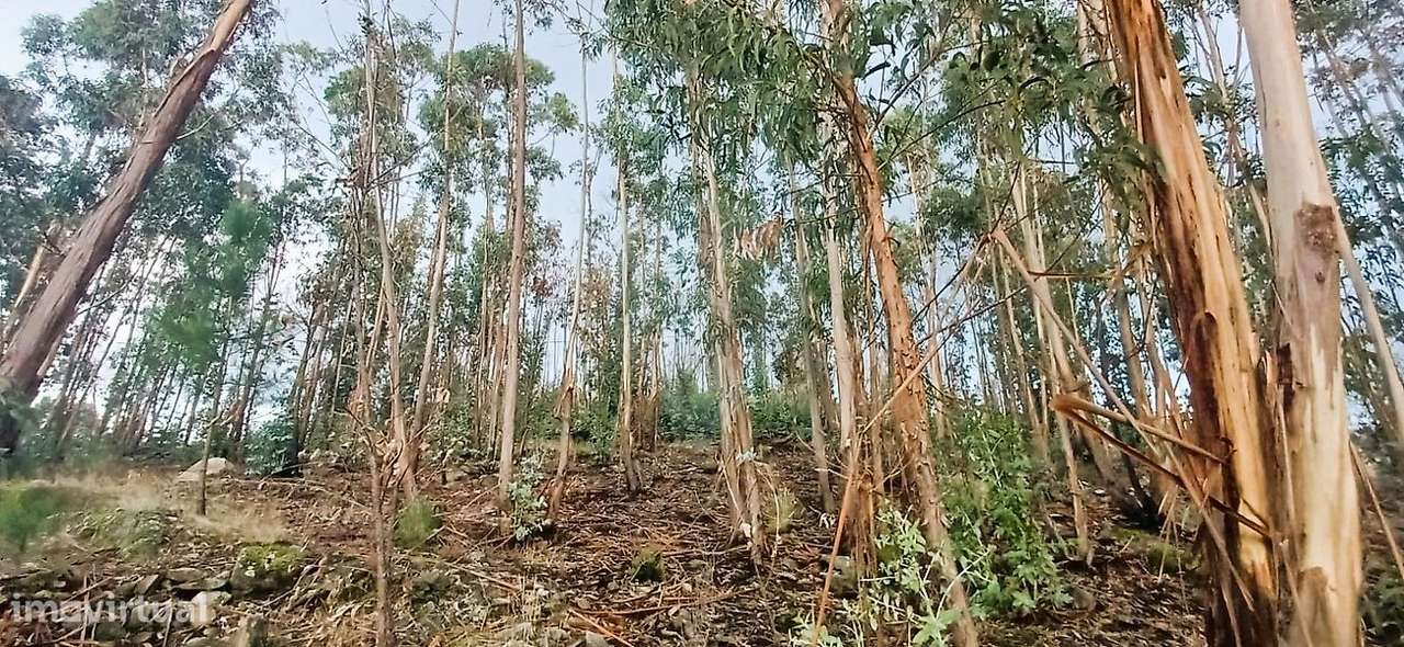 Terreno  para venda - Grande imagem: 5/5