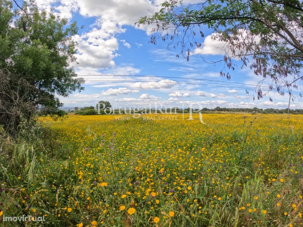 Quintinha com 2.875 hectares na Zebreira