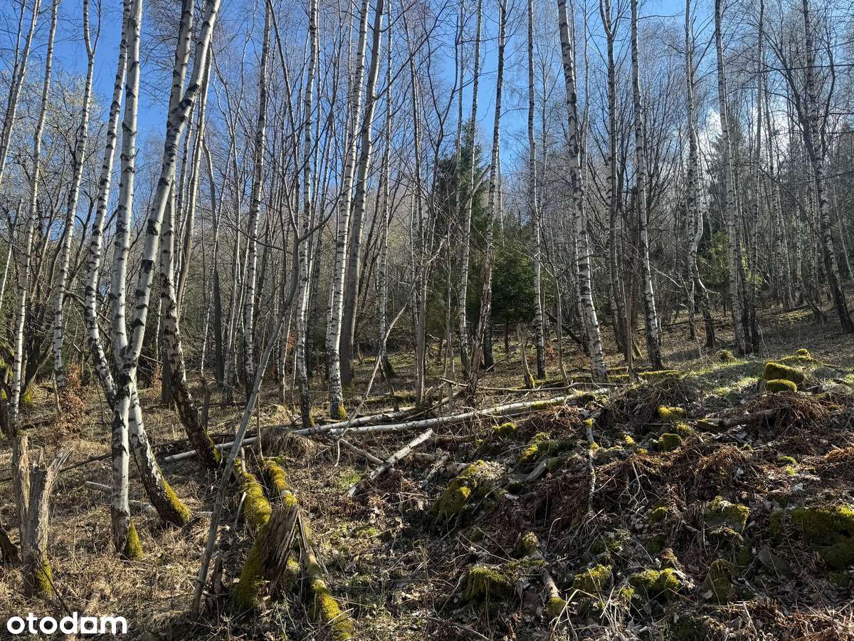 Mała i tania działka rekreacyjna w środku lasu! - Pełny obrazek: 5/6