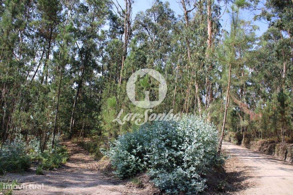 Bouça com 40 000 m2, em Barcelos - Grande imagem: 3/25