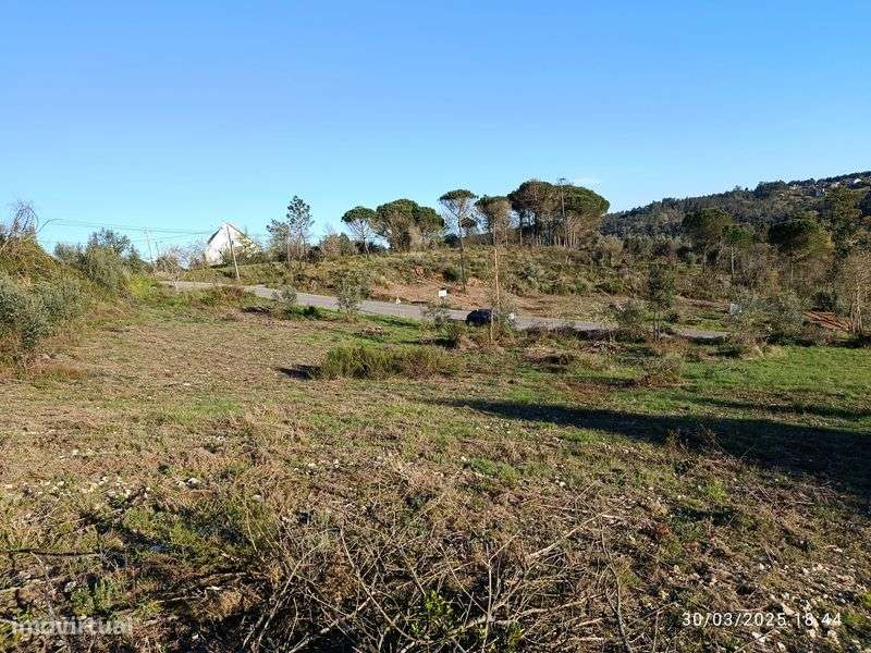 Terreno rústico com oliveiras - Grande imagem: 2/6