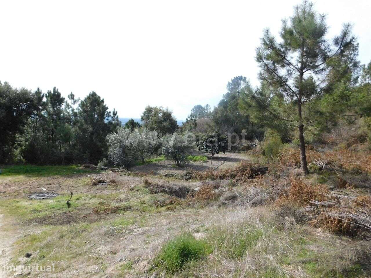 Quinta / Fundão, Póvoa da Palhaça - Grande imagem: 2/2