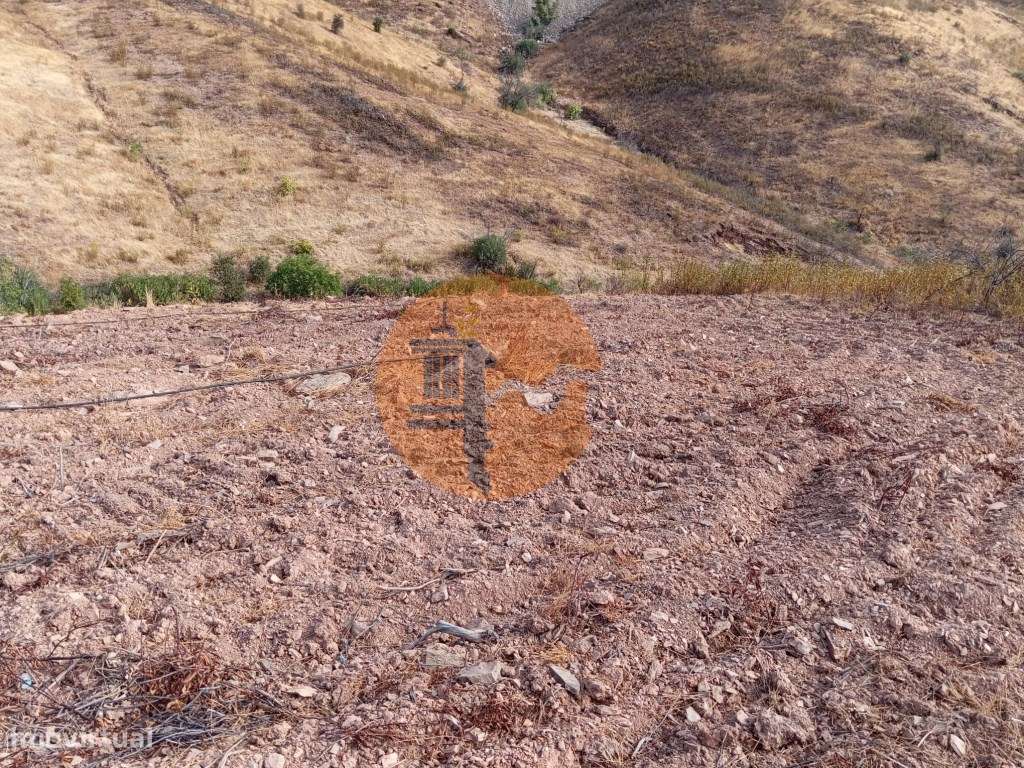 Terreno Rustico com plantação de alfarrobeiras-10