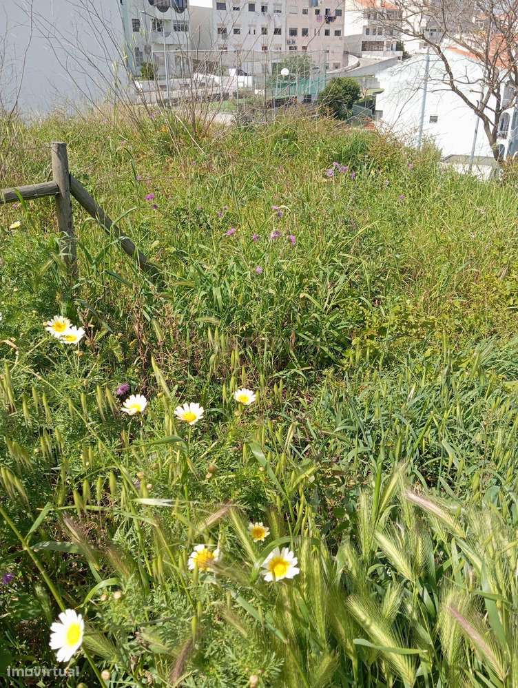 Lote de Terreno para Construção-3