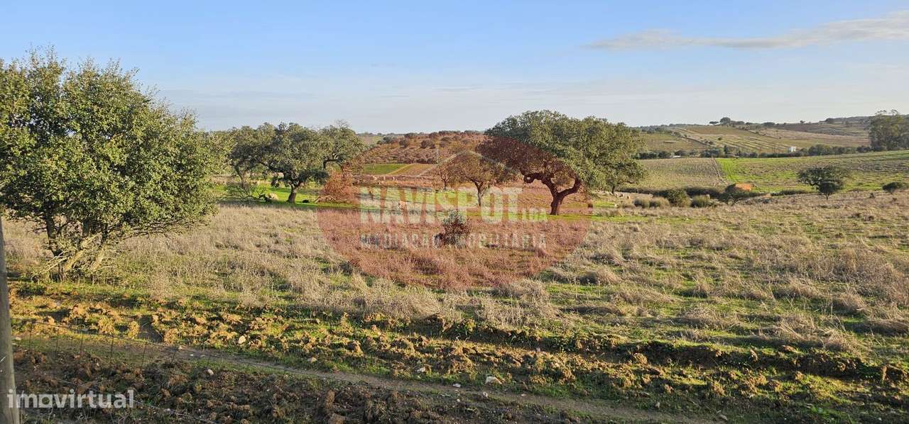 Herdade com 36 ha em Santo António do Baldio-8