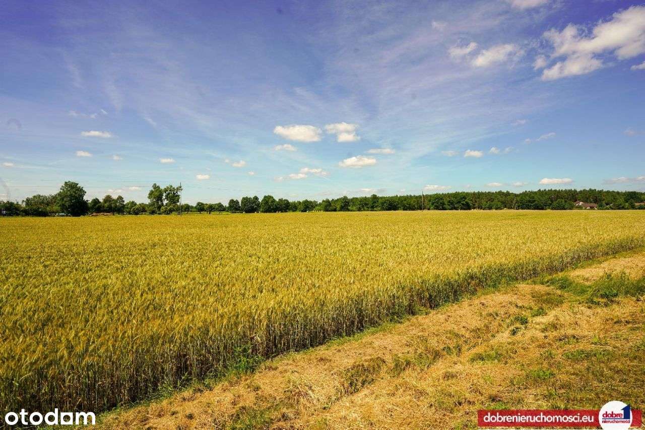 Kowalewo, działka inwestycyjna w świetnym miejscu! - Pełny obrazek: 4/8