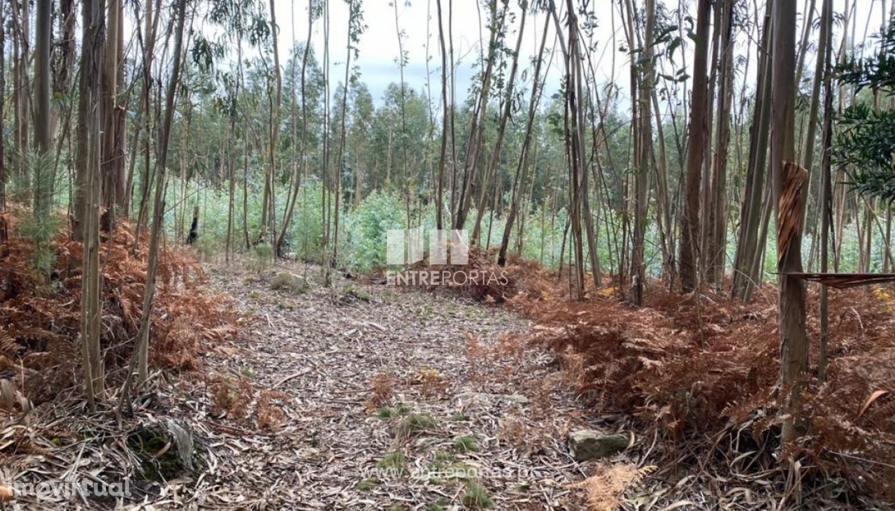 Venda Terreno com área de 3000 m2, São Lourenço do Douro, Marco de