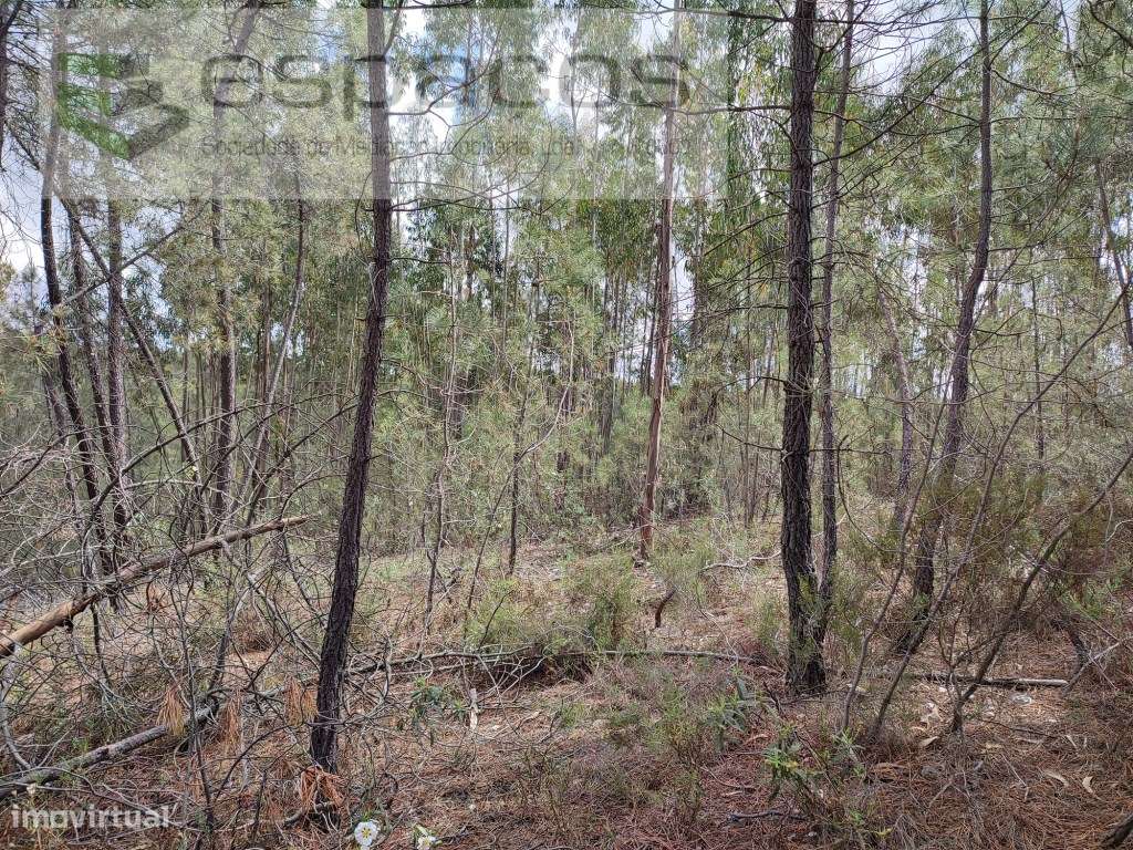 Terreno rústico próximo de Castelo Branco - Grande imagem: 5/10