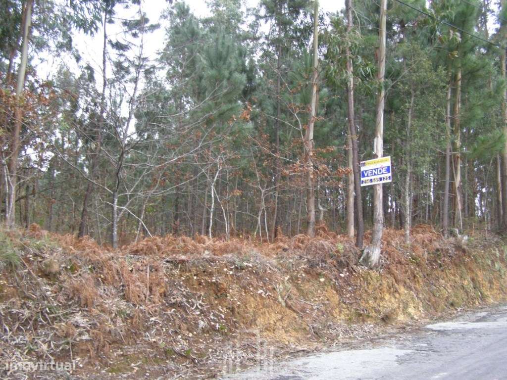 Terreno Urbano - Souto - Grande imagem: 2/2