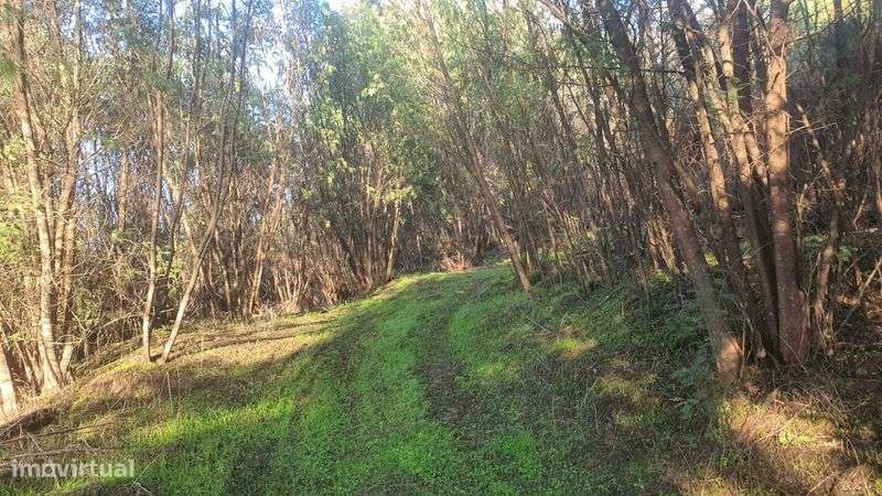 Propriedade com 6ha à Beira do Rio Mondego - Grande imagem: 4/12
