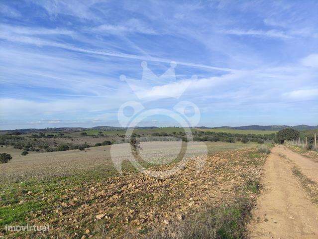 Terreno rústico viabilidade construção (10.5 Ha) - Grande imagem: 5/5
