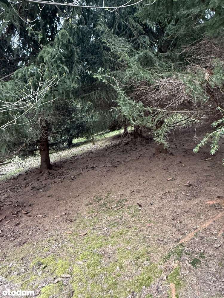 Działka z warunkami zabudowy - las, dostęp do drogi. Inwestycja.-9