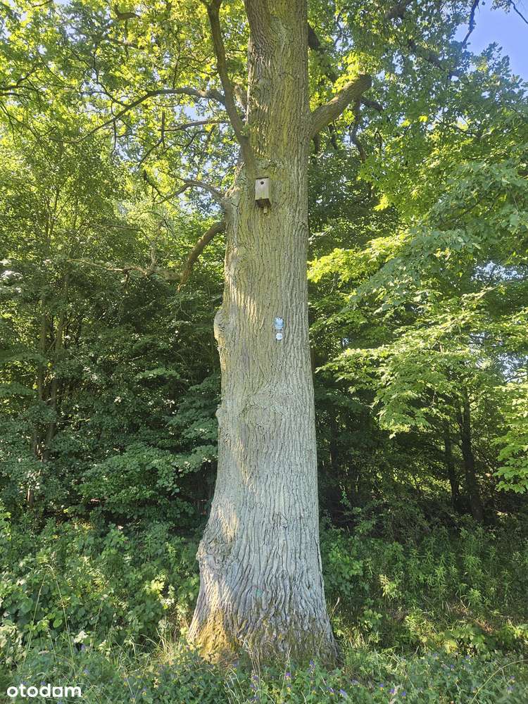 POLECAMY do sprzedaży działka budowlana w Chwałowicach-7