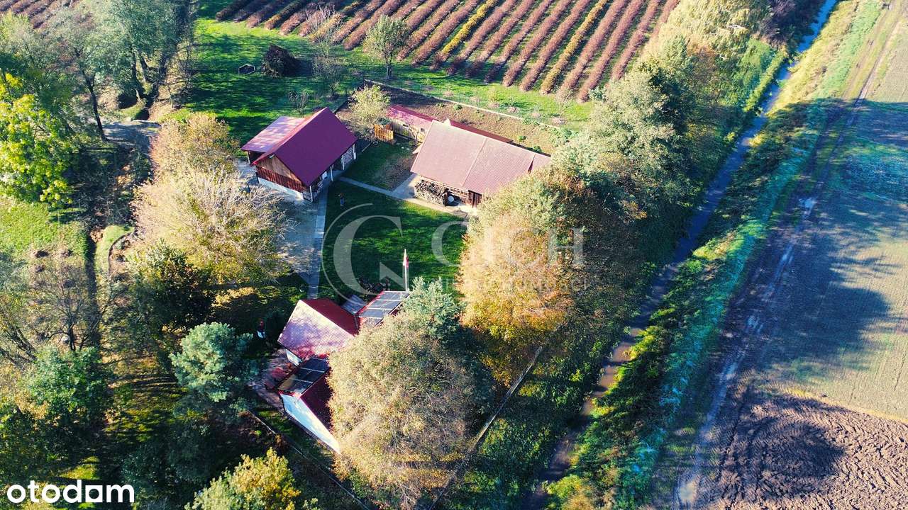 Zadbane siedlisko z prosperującą plantacją jagody kamczackiej.-8