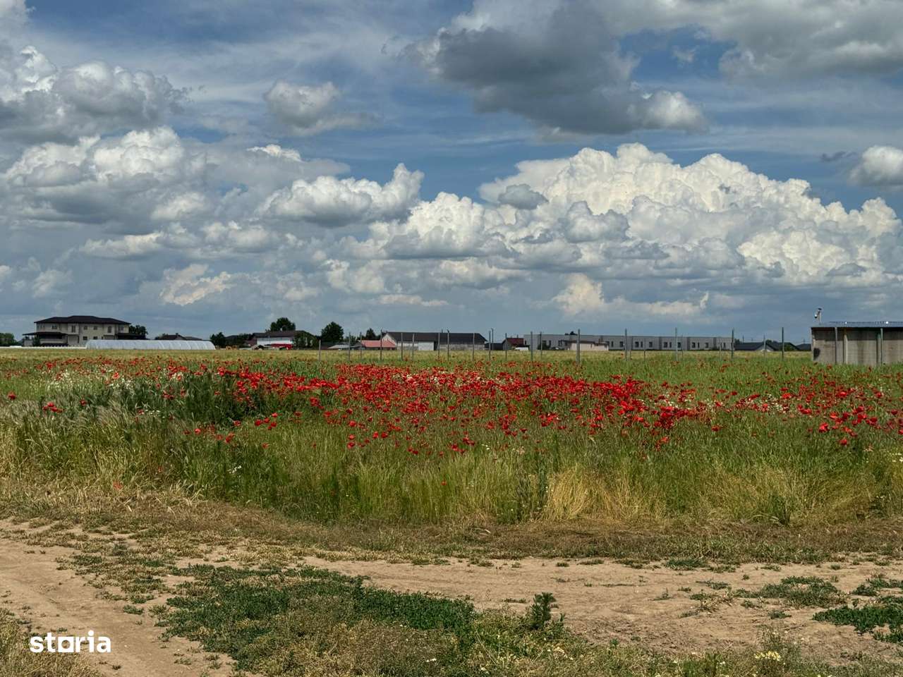 Vanzate Teren intravilan Cernica 4000MP - Imagine principală: 3/12