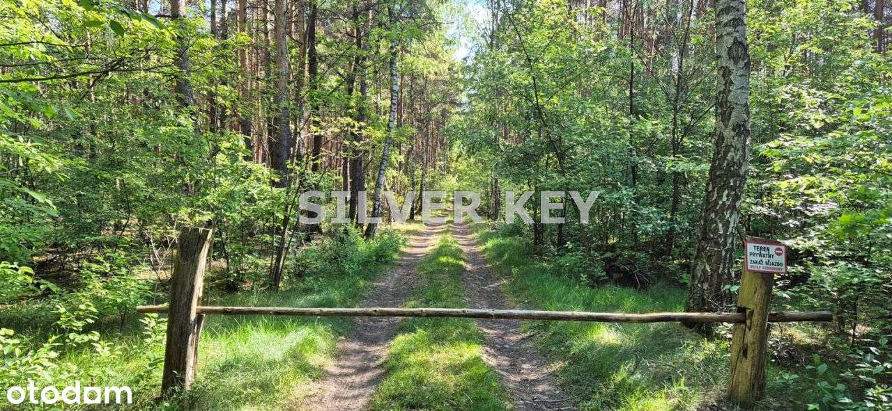 działka w lesie/2293m2/25 minut od Łodzi-5
