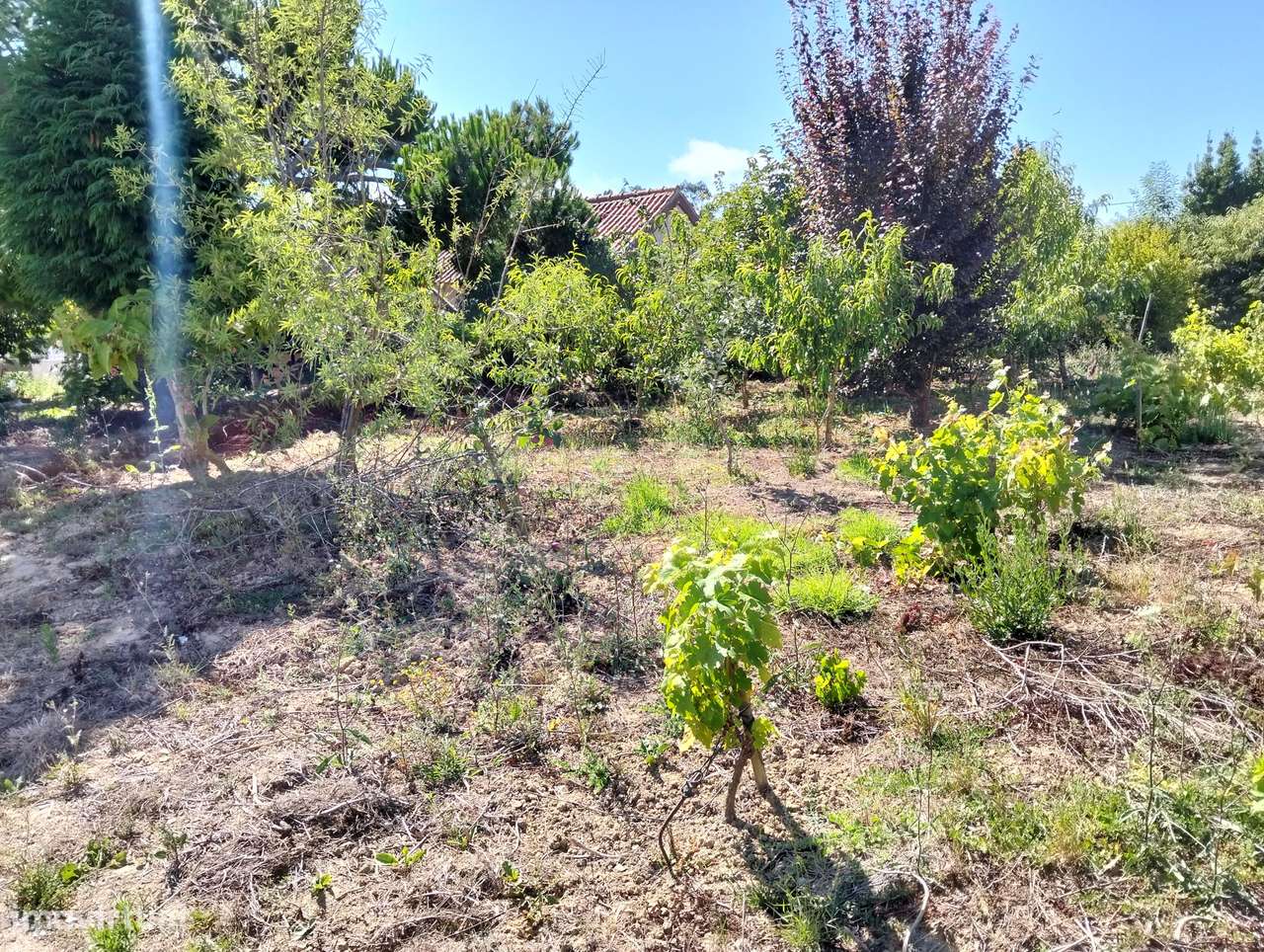 Moradia com terreno c/2 artigos Casal Jorge Dias -Alcobaça-32