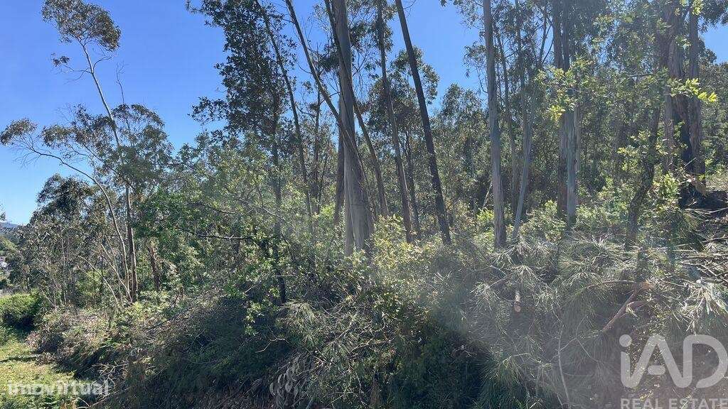 Terreno Agrícola em São Martinho do Bispo e Ribeira de Frades - Grande imagem: 4/8