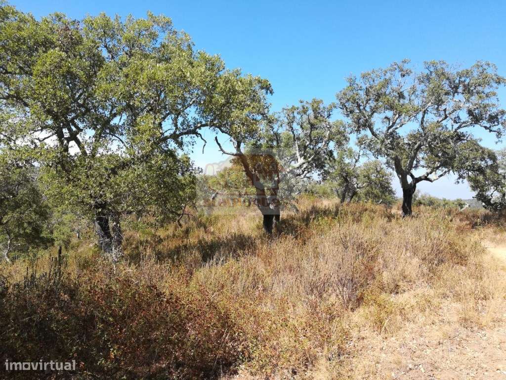 Terreno na serra a 20 minutos da aldeia de Melides - Grande imagem: 2/10