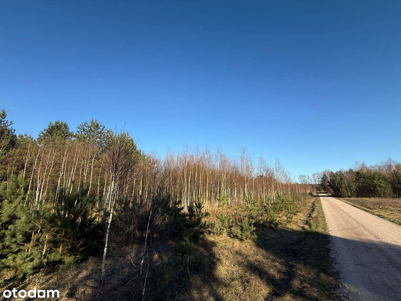 Działki budowlane przy krajowej 50 Kąty Czernickie - Pełny obrazek: 5/9