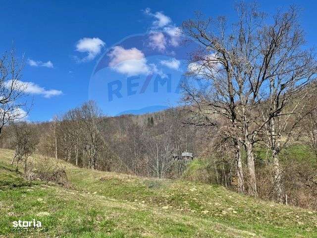 Teren 7,495mp Barsana - Imagine principală: 5/6