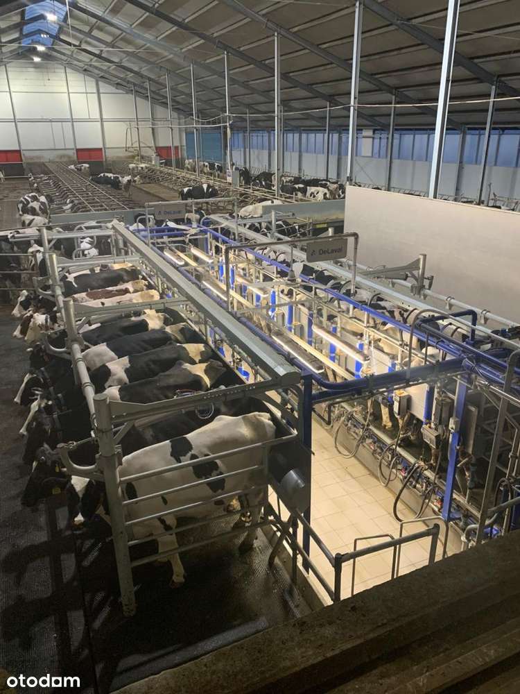 Gospodarstwo Rolne (Produkujące Mleko)-9