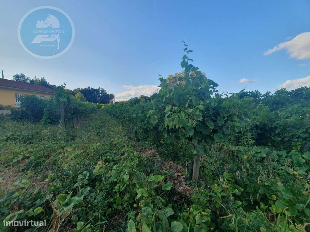 Quintinha à venda- Arco de Baúlhe-24