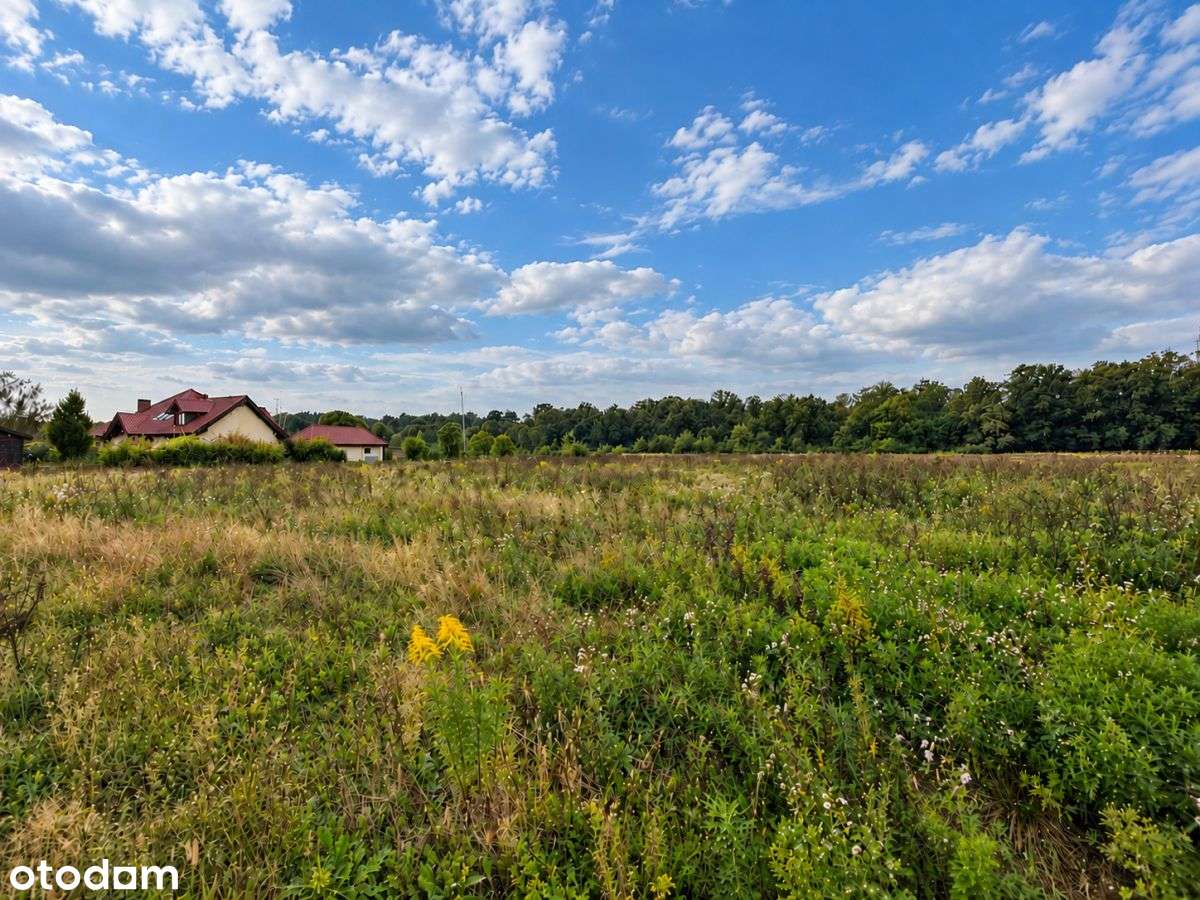 6500 m² w Zaborze Wielkim – las, przestrzeń, WZ-4