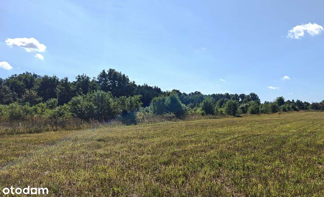 Działka rolna 30 arów – Szaszarowice, gmina Niechlów - Pełny obrazek: 2/2