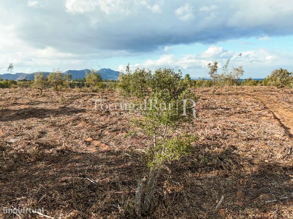 Herdade Florestal com 66ha confinante com o Rio Tejo - Grande imagem: 5/34