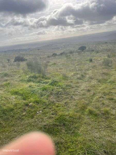 Herdade 30 hectares - Grande imagem: 5/5