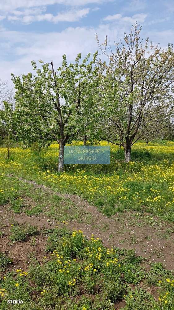 Teren 2.600 mp, utilități, Str. Merișor – Giurgiu-7