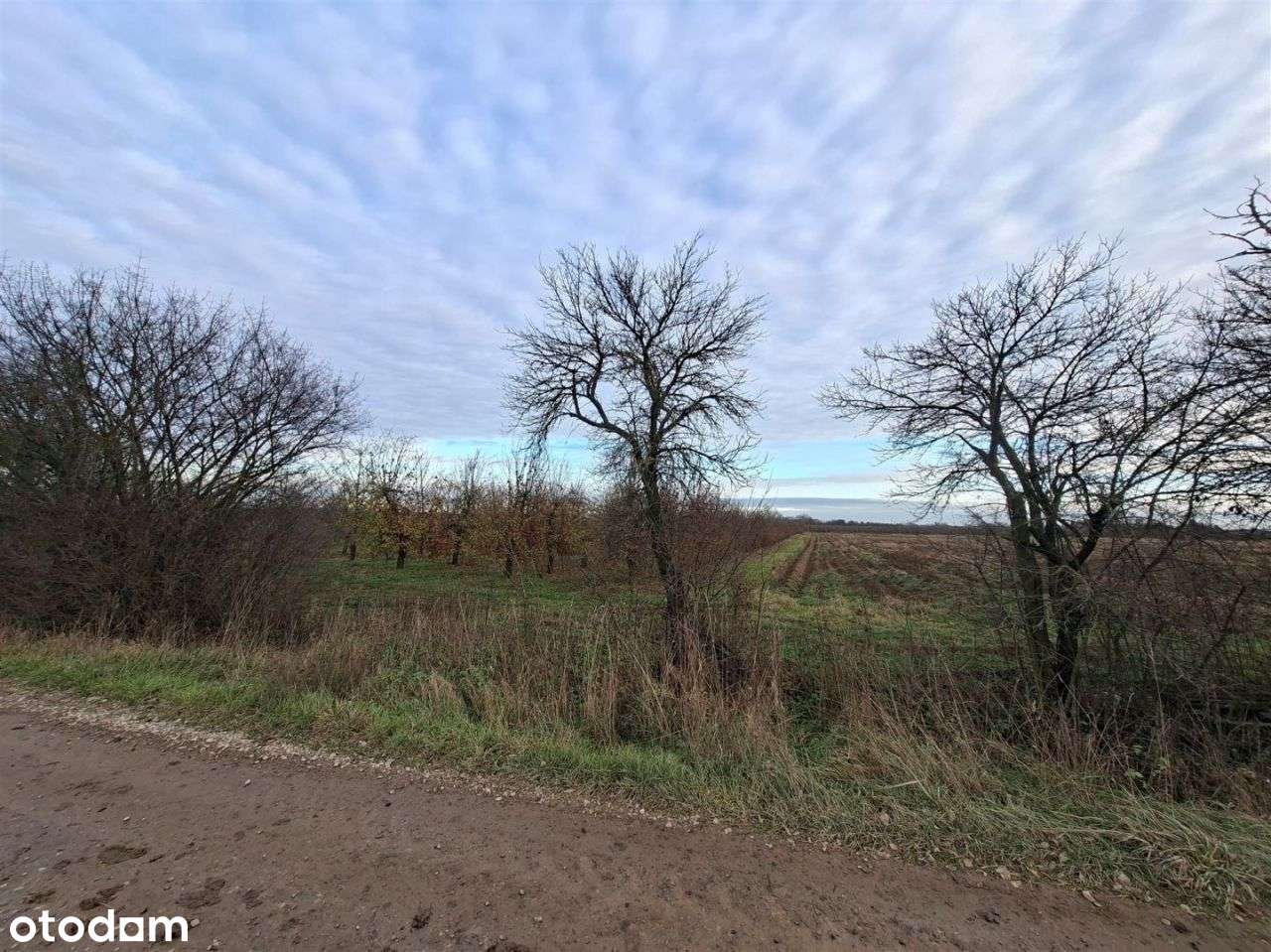 Działka rolna 1,7 ha, Czersk, gm. Góra Kalwaria-7