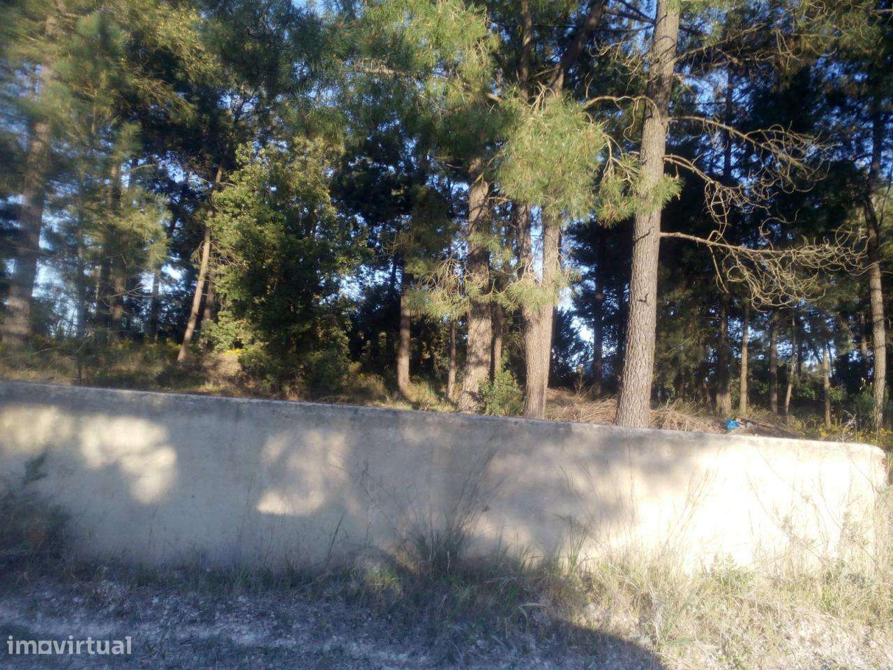 Azeitão / Brejos Azeitão Terreno 5000m2 .-8