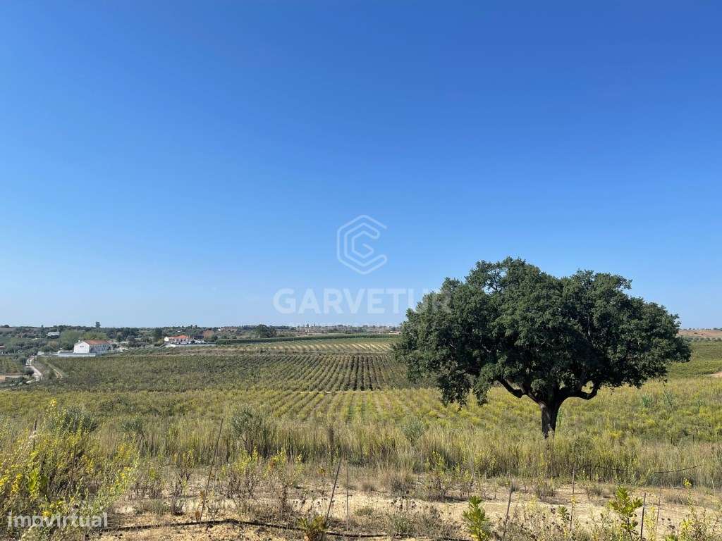 Propriedade com 18 hectares, com olival e vinha em Torres Novas - Grande imagem: 5/18