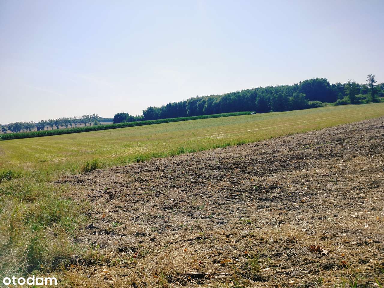 Działka inwestycyjna 1,9 ha z MPZP P/U usługi przemysł produkcja DK39 - Pełny obrazek: 5/8