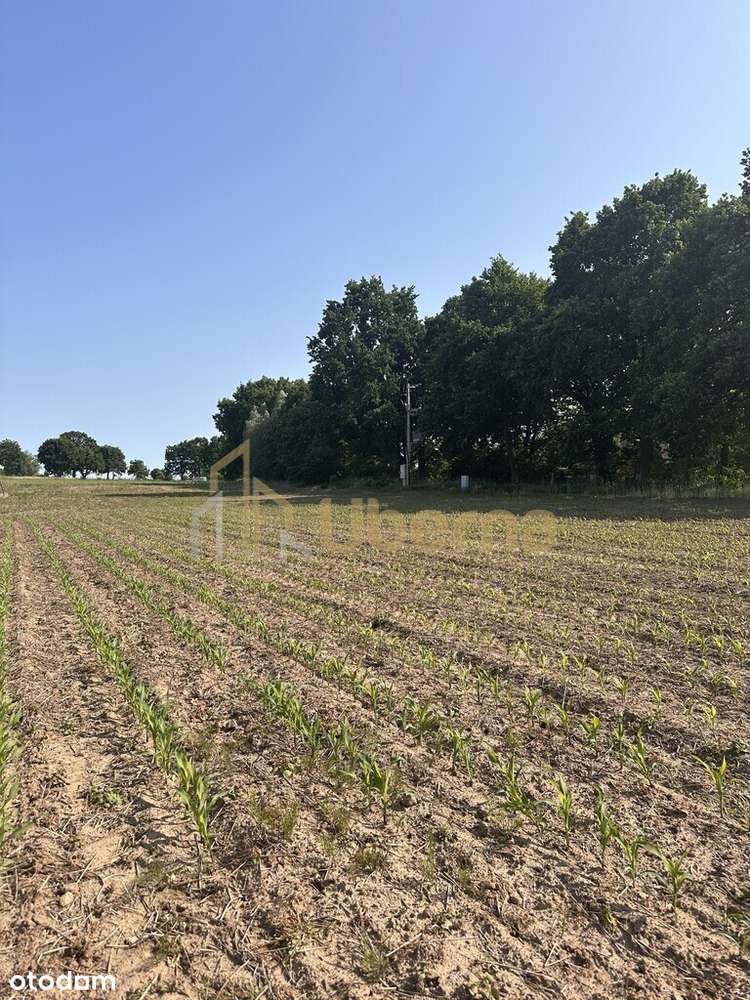 Działka w Radzanku–Gm.Maszewo war.zabud. - Pełny obrazek: 4/16