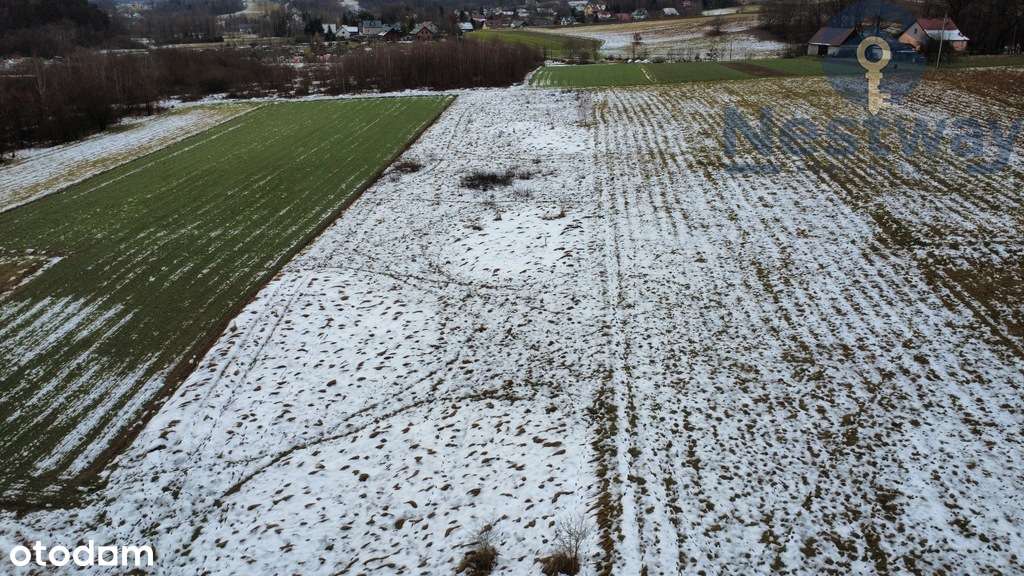 55 ar| Sieraków| Budowlano-rolna| 15 Ar budowlanej - Pełny obrazek: 4/17