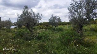 Venda de Olivais Barro Branco/ Borba. Rústico. Alentejo [Évora] - Grande imagem: 3/6