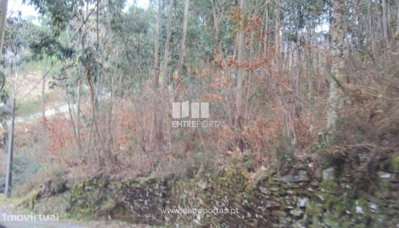 Venda Terreno, Nespereira, Cinfães - Grande imagem: 5/30