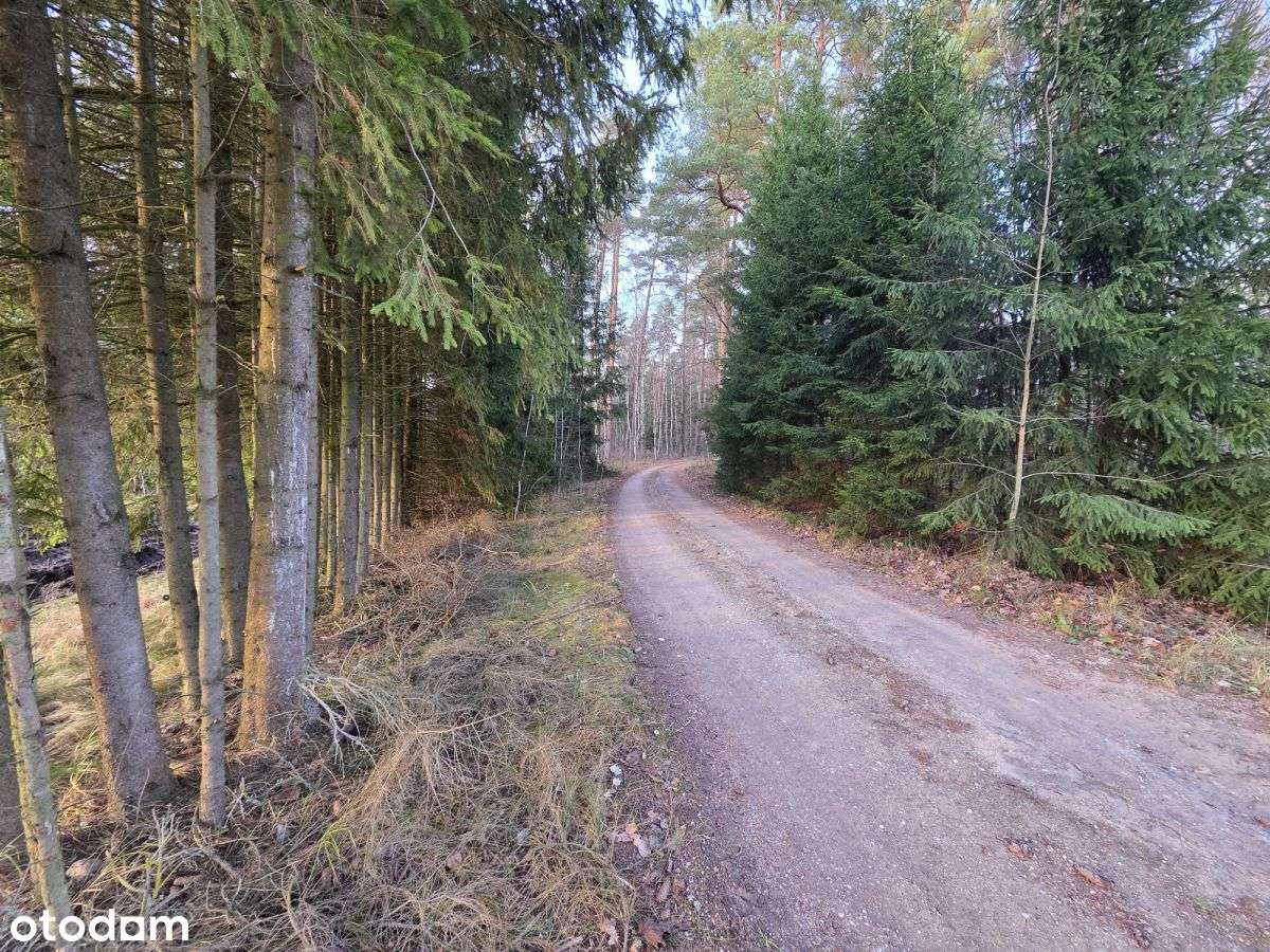 Siedlisko, Jabłońskie, Las-18