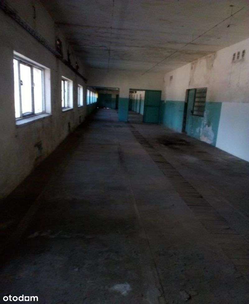 Budynek warsztatowy Gębarzewo na wynajem - Pełny obrazek: 4/6