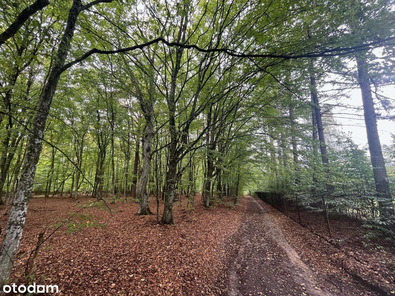 Kołbiel / Radachówka dz. budowlana nad Świdrem 30 min z W-wy trasą S17-10