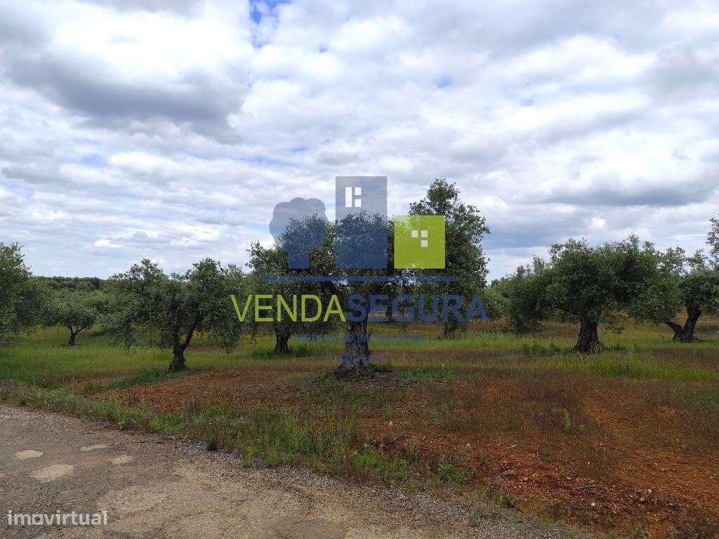 Olival 2,725 Ha | Sobral da Adiça - Grande imagem: 3/10