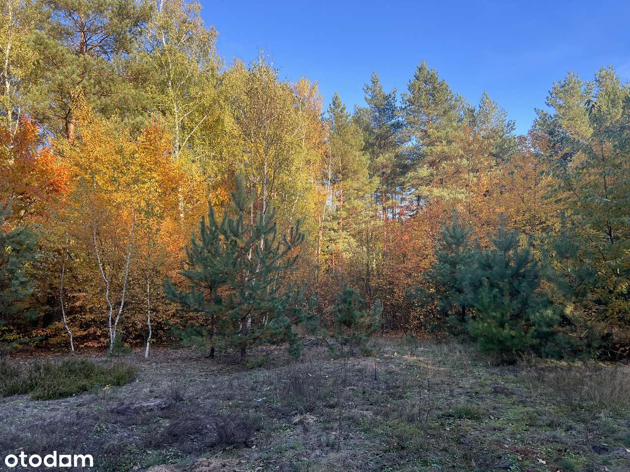 Działka z WZ z linią brzegową Mieni i Rezerwatem Świder - Pełny obrazek: 4/17