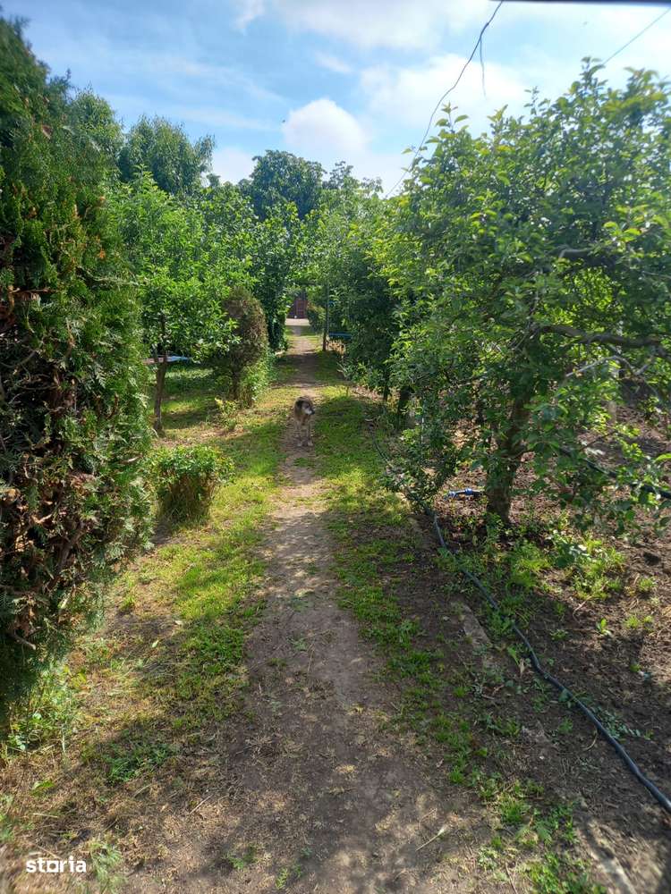 Casa baraneasca + 9300mp teren (livada) zona sat Ziduri jud. Buzau-5