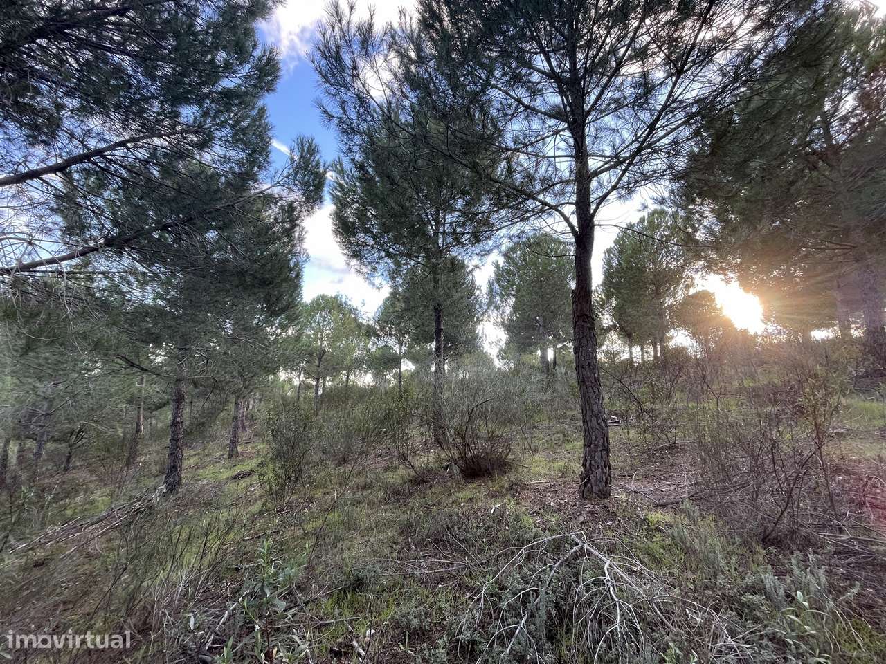 Herdade T5 Venda em Escalos de Baixo e Mata,Castelo Branco-19