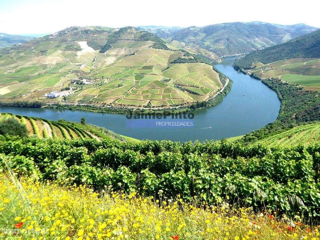 Quinta 10ha de Vinho do Porto e DOC, Pinhão. Portugal, Douro. - Grande imagem: 4/9